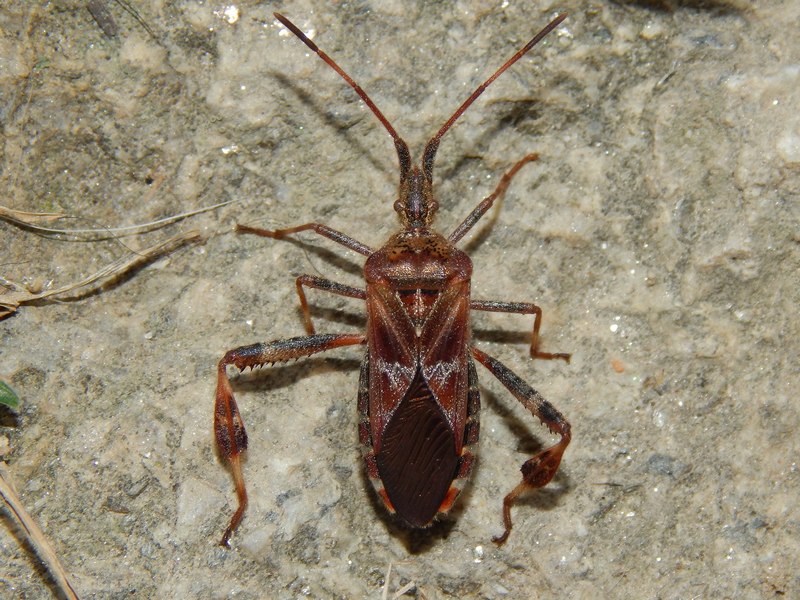 Leptoglossus occidentalis? S
